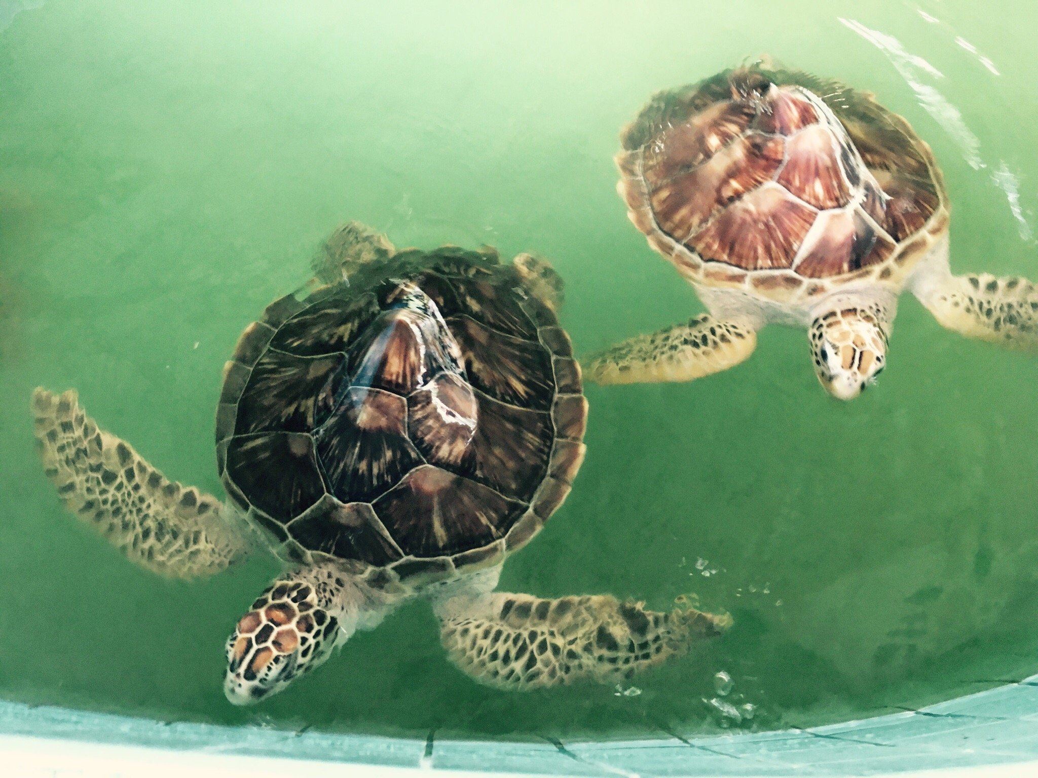 Royal Thai Navy Third Fleet Turtle Nursery (Khao Lak) - All You