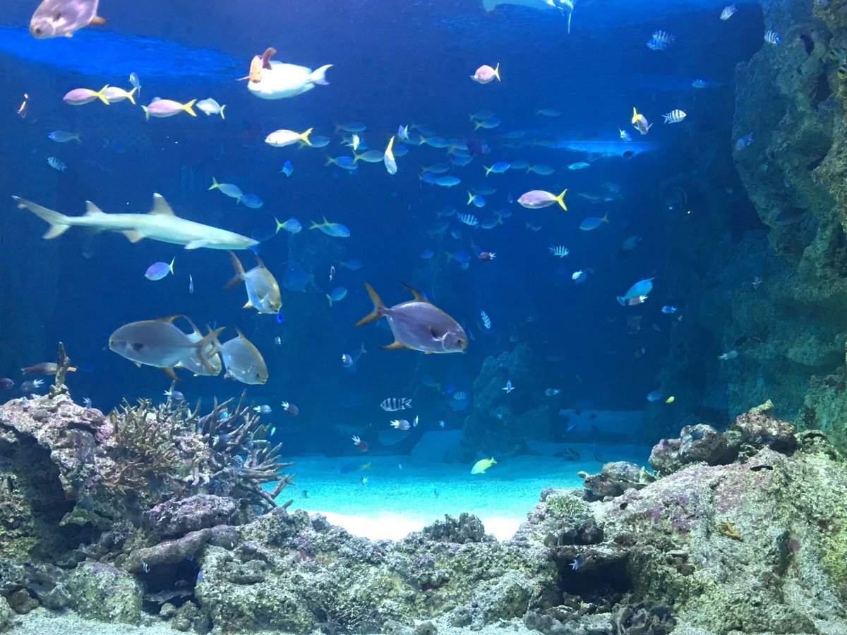 Sea Life Sydney Aquarium, Сидней: лучшие советы перед посещением -  Tripadvisor