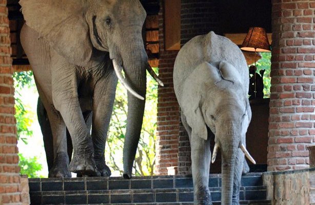 Elephants in Mfuwe Lodge reception