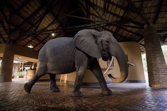 Wonky Tusk in Mfuwe Lodge reception
