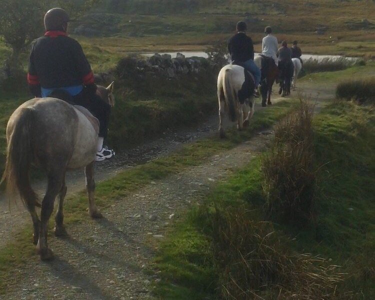 irish stable tours