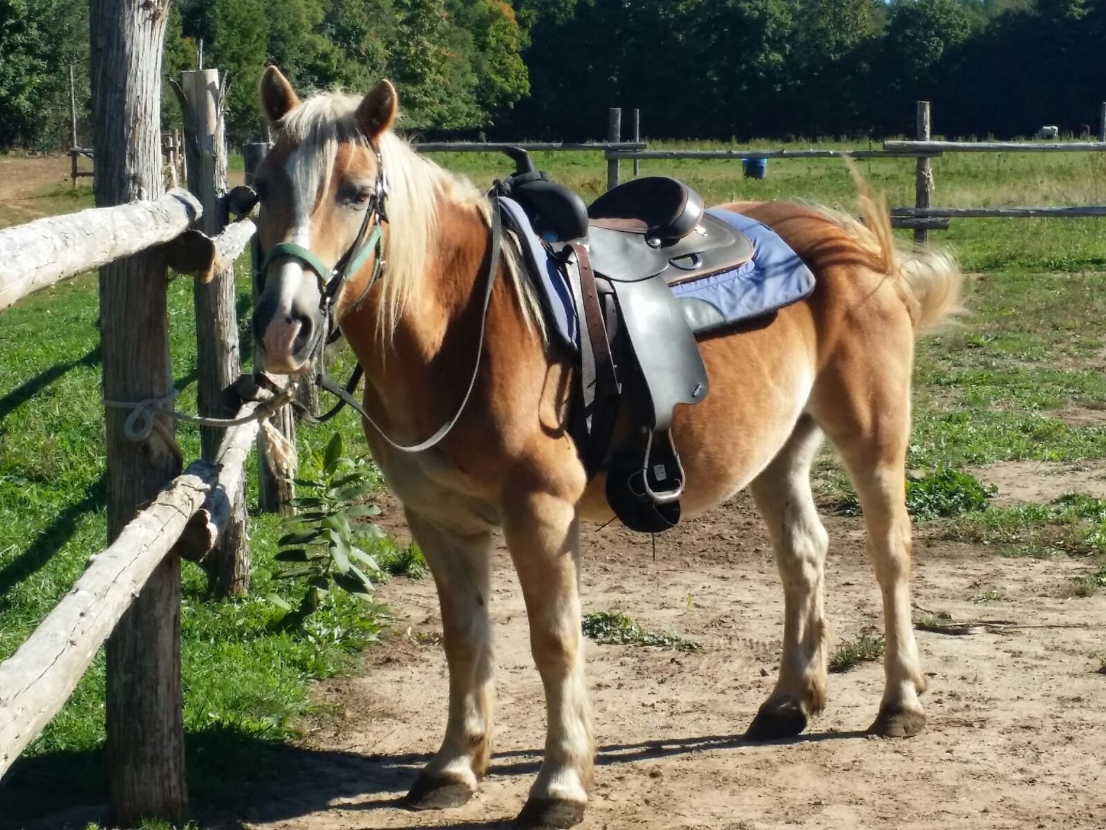 Outlets Westernsattel Haflinger