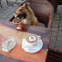 A veeery dog friendly bar .