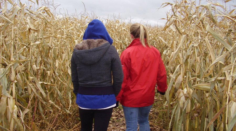 Giant corn maze open in fall (& night maze adventure by flashlight available for group bookings)