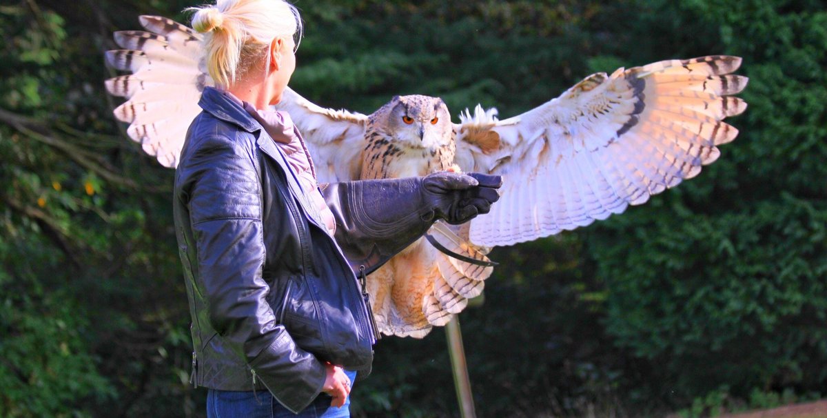 Dalhousie Castle Falconry - All You Need to Know BEFORE You Go (2024)