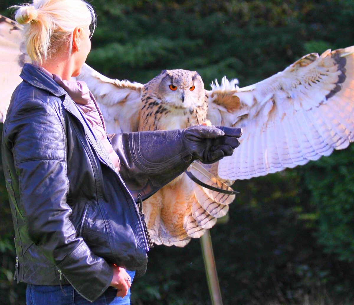 Dalhousie Castle Falconry (Bonnyrigg) All You Need to Know BEFORE You Go