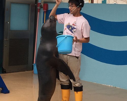 東海地方の動物園 水族館 ベスト10 トリップアドバイザー