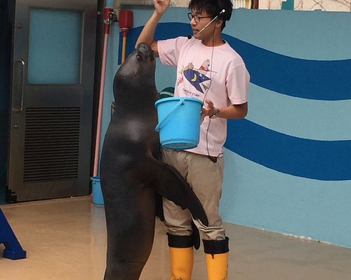 東海地方の動物園 水族館 ベスト10 トリップアドバイザー 東海地方の動物園 水族館 ベスト10 トリップアドバイザー