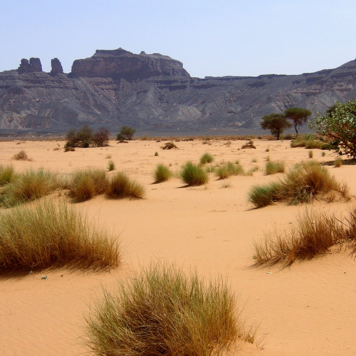 Desert 10. Растения Триполи. Пустыня сахара растения. Пустыня сахара Оазис. Ливия растения.