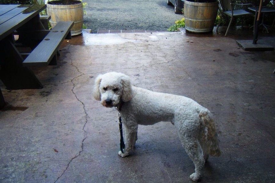 Walter Dacon Winery image