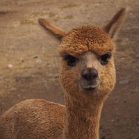 Al the Paca