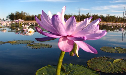 Lake Nuga Nuga