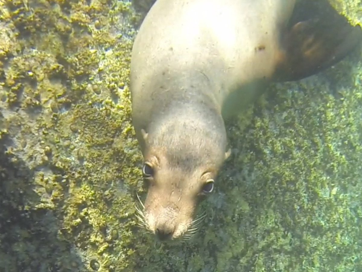 Cabo Pulmo Diving - All You Need to Know BEFORE You Go (2024)