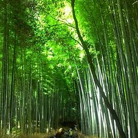 bamboo