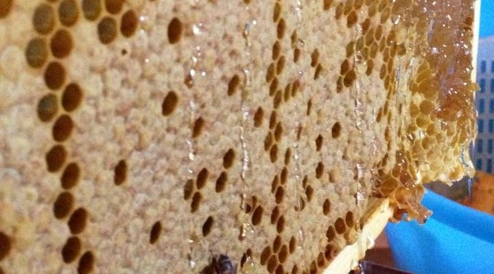 Miele biologico millefiori