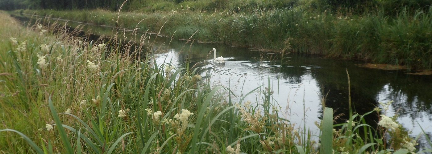 Swan glides through the water