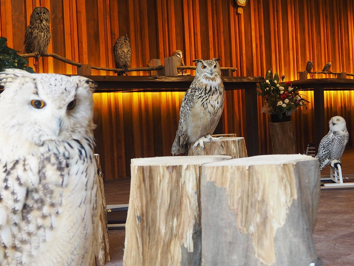Owl Cafe Osaka - It's a hoot!