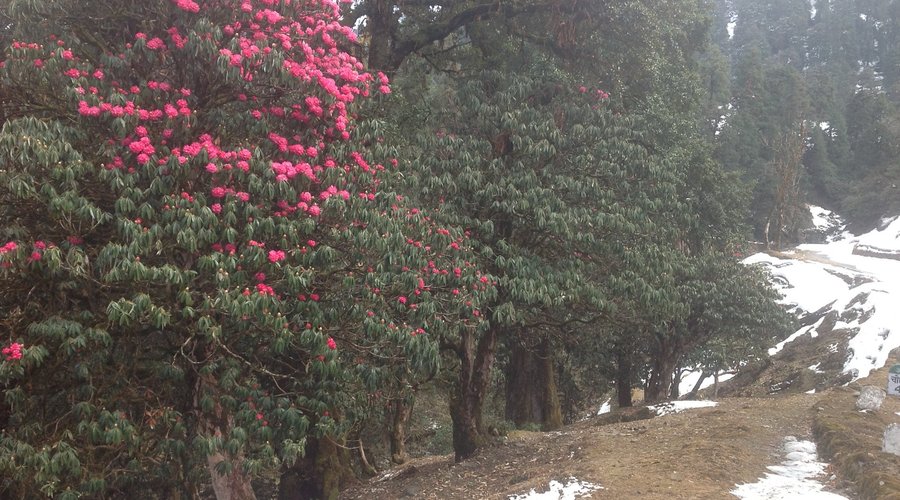 Chopta - day excursion from Camp Nirvana 