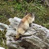 Renard60La