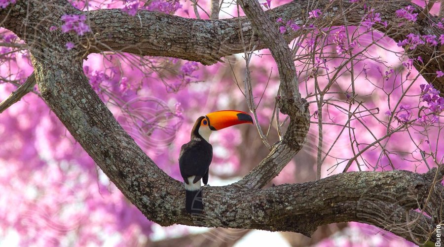 Tucano