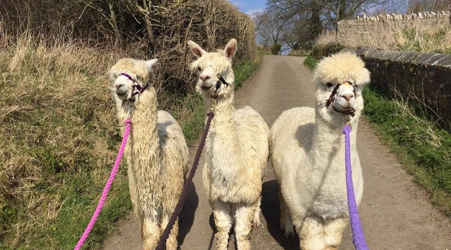 Willow, Hilda & Tegan