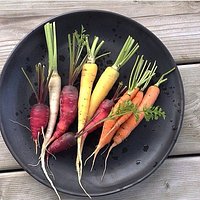 carrots from our garden