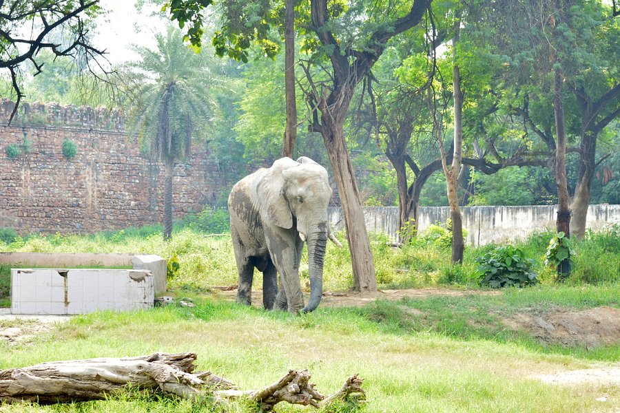 delhi safari zoo