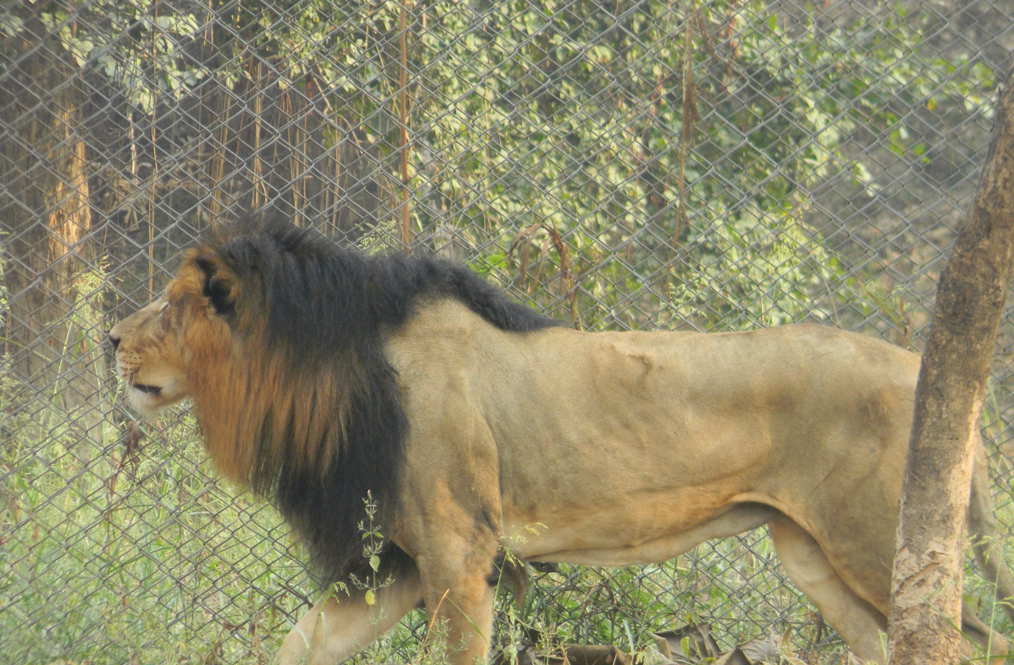 Nawab Wajid Ali Shah Zoological Garden - All You Need To Know BEFORE ...