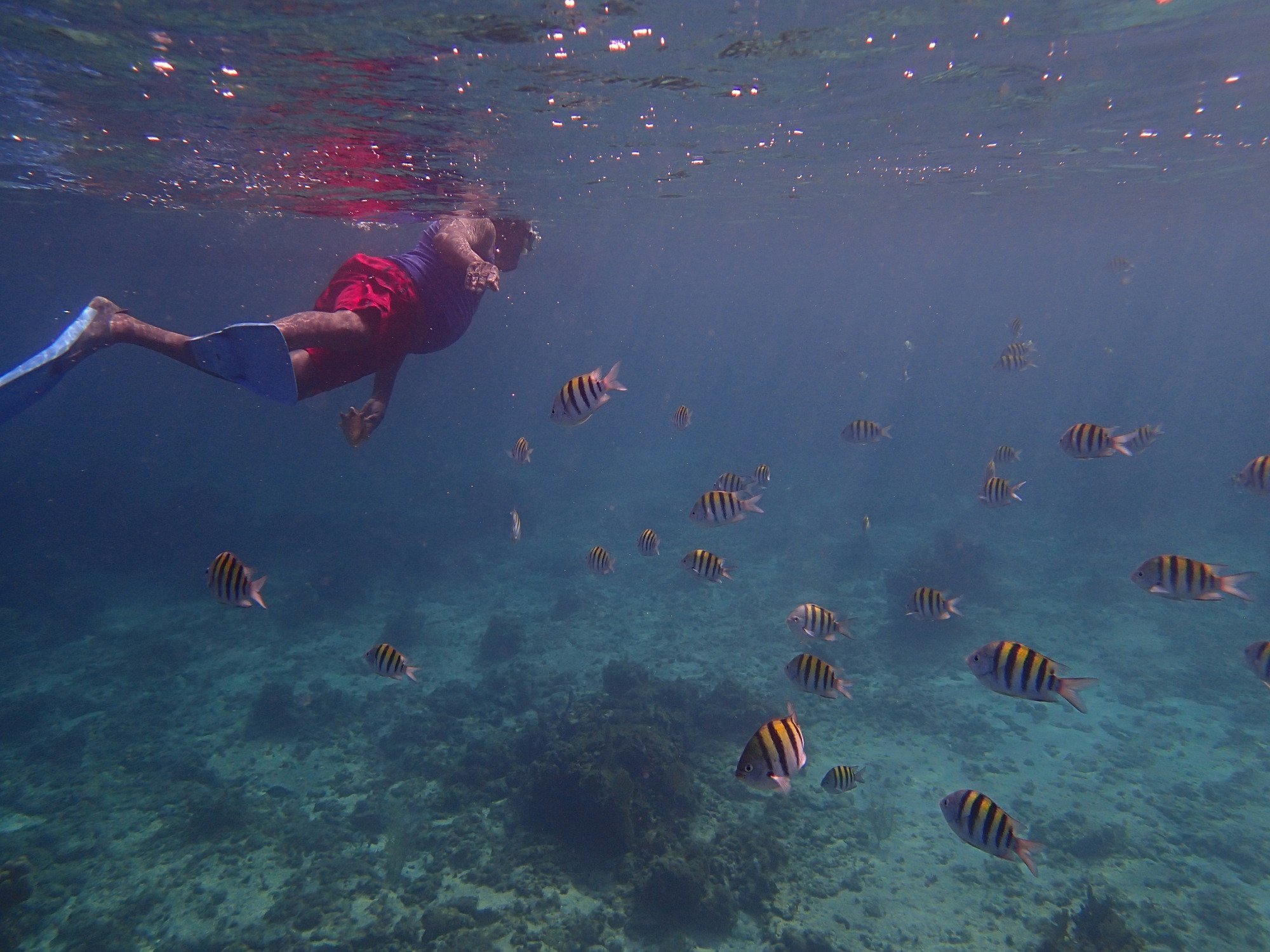 Famous Vincent Glass Bottom Boats Negril Ce Qu Il Faut Savoir