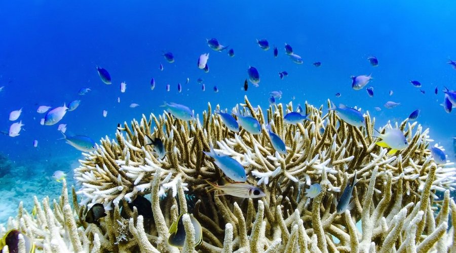 Coral reef at Navini