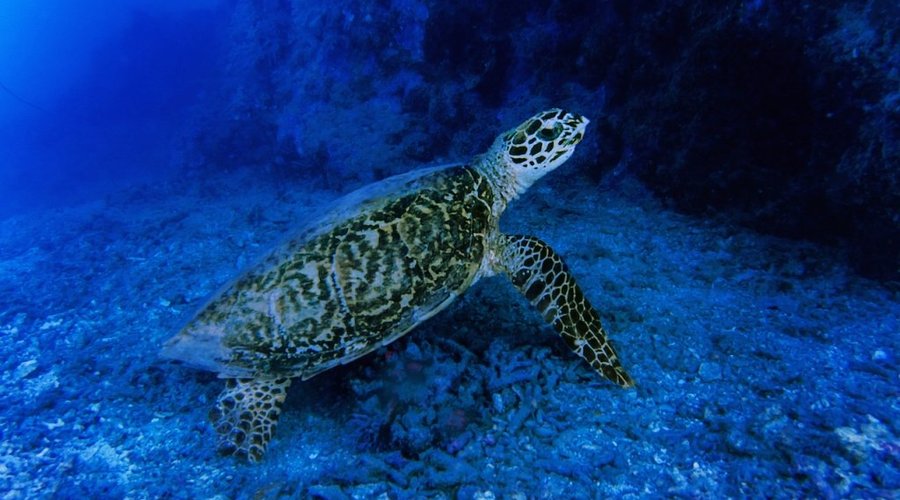 Snorkeling with turtles