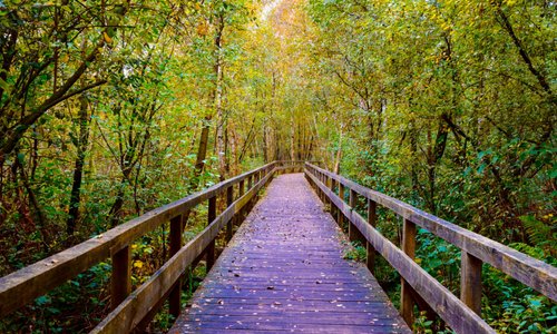 Boardwalk through the woods.