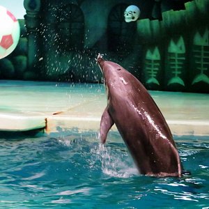 神奈川県の遊園地 ベスト10 トリップアドバイザー 神奈川県の遊園地 ベスト10 トリップアドバイザー