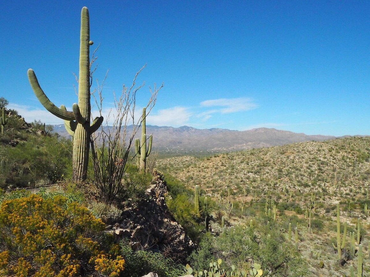 Cactus Forest Drive Tucson   20 Lohnt es sich Mit fotos