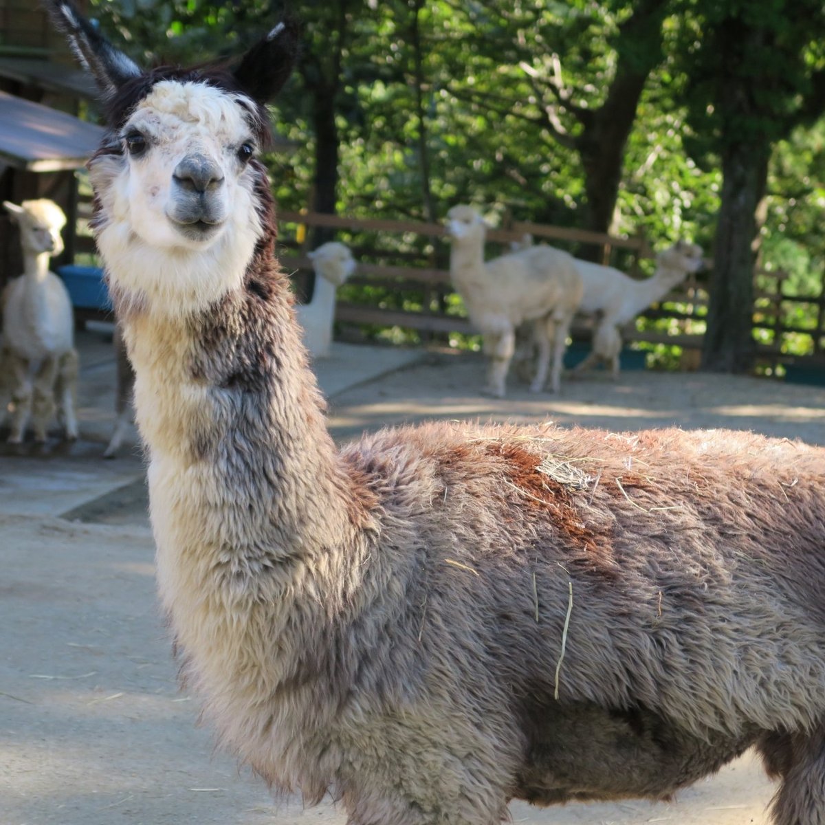 Yamakoshi Alpaca Farm Nagaoka 22 Lohnt Es Sich Mit Fotos