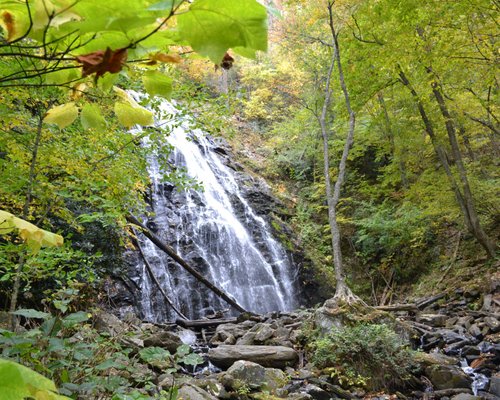 THE BEST 10 Bubble Tea near Linville Falls, NC - Last Updated September  2023 - Yelp