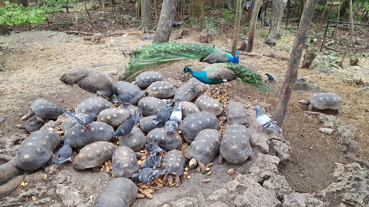 Barbados Wildlife Reserve, Barbados