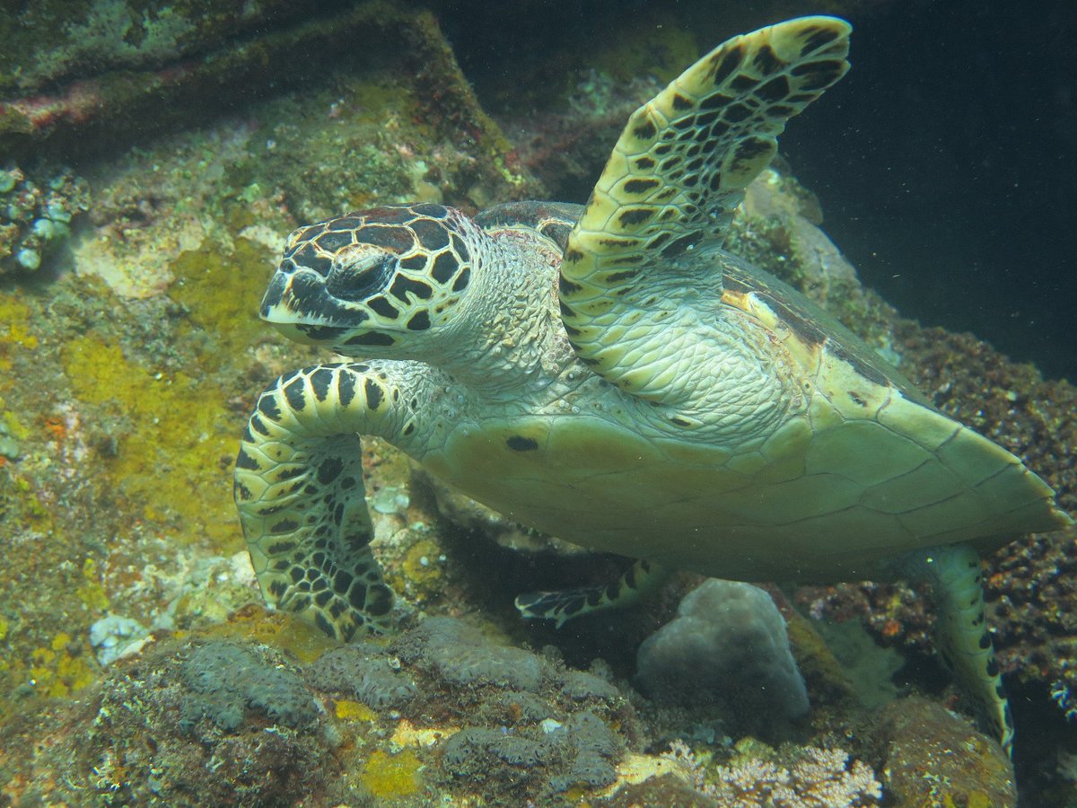 Menyelam - Aqua Dive Paradise (Tulamben, Indonesia) - Review - Tripadvisor