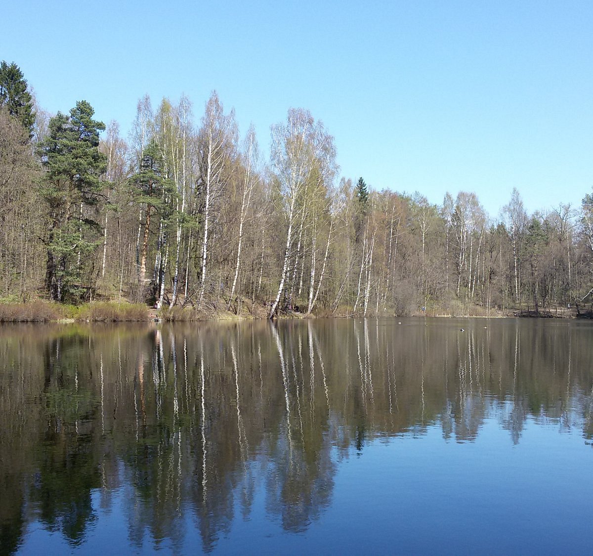 Парголово осиновая роща 2. Парголово Осиновая роща. Парк Осиновая роща. Осиновая роща Ленинградская область. Лентолово роща.