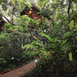 The Treehouses