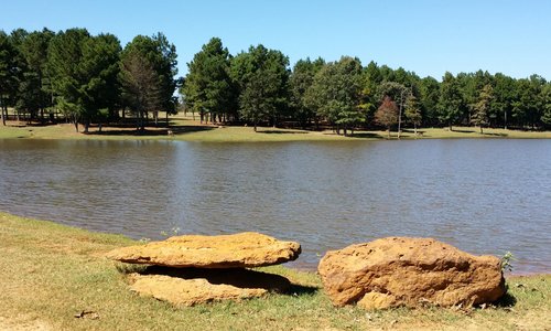 Various animals in the park
