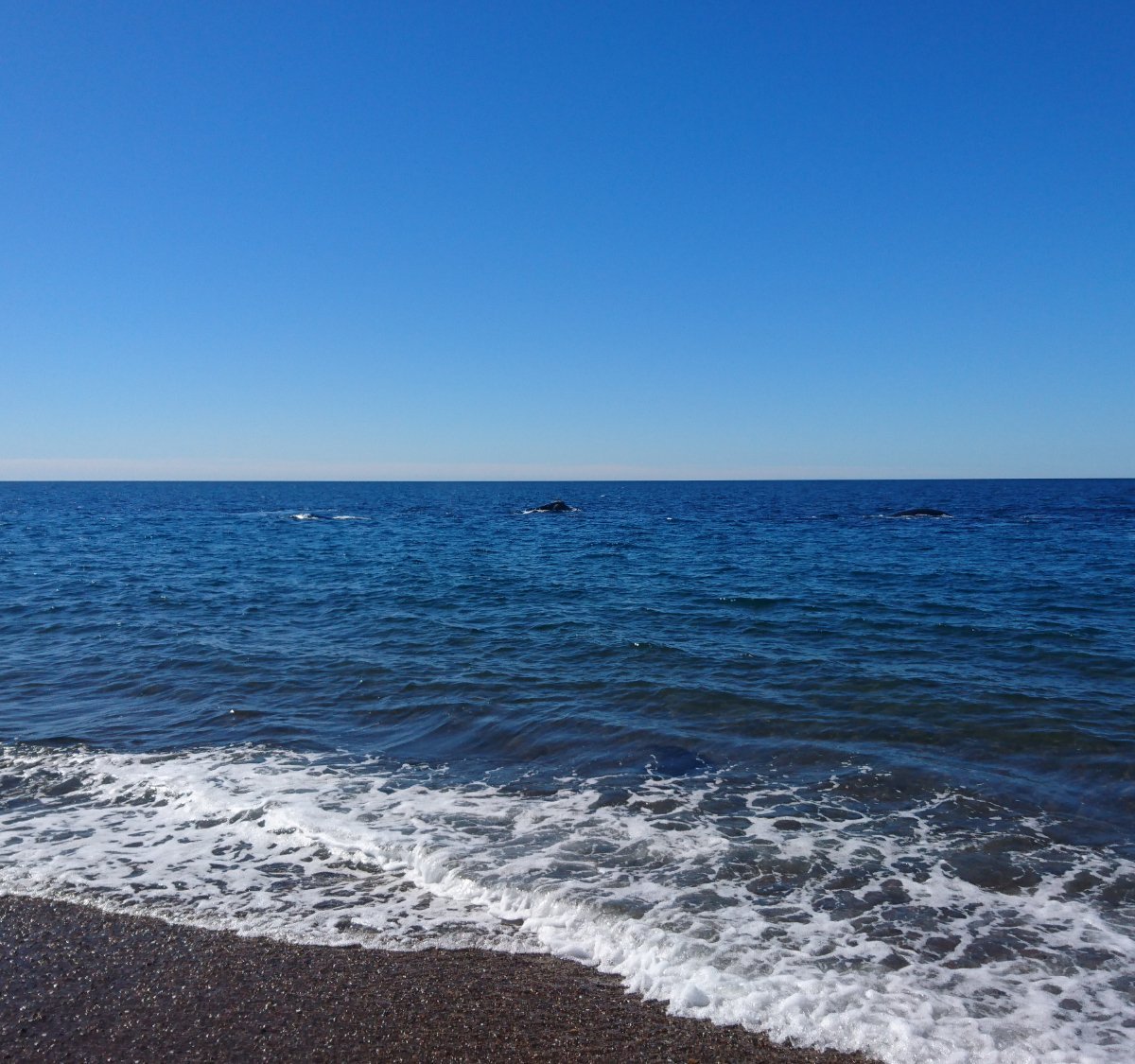 Playa Las Canteras (Puerto Madryn) - Lohnt es sich? Aktuell für 2024 ...