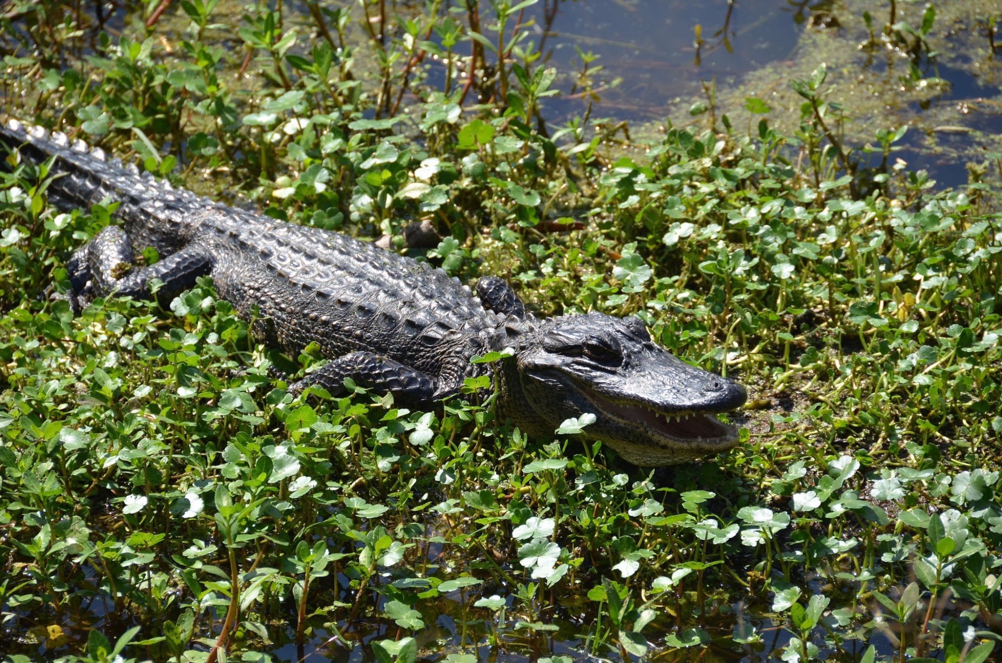 Beyond the Bayou - All You Need to Know BEFORE You Go (2024)