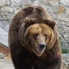 Grizbaer