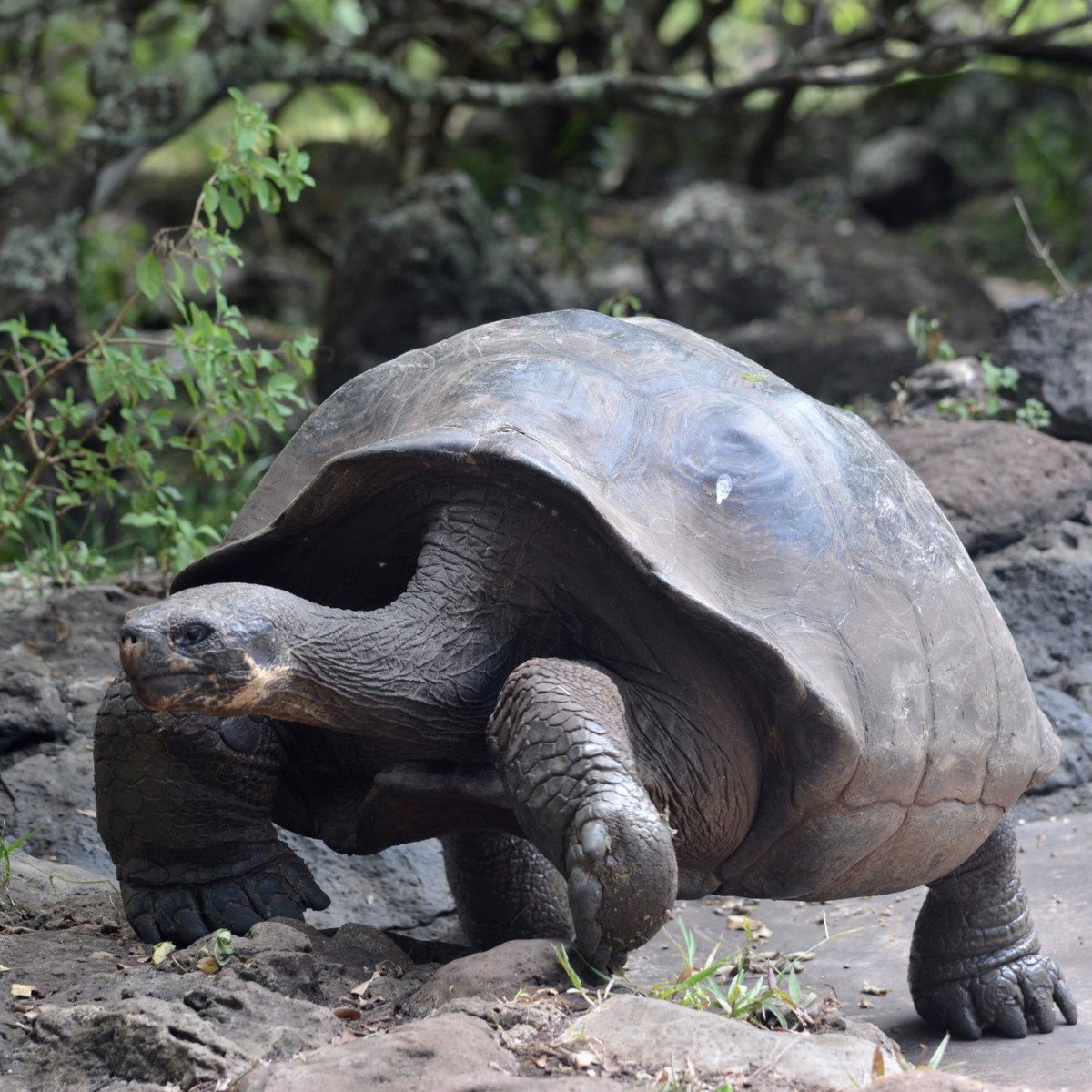 Galapaguera de Cerro Colorado - All You Need to Know BEFORE You Go (2024)