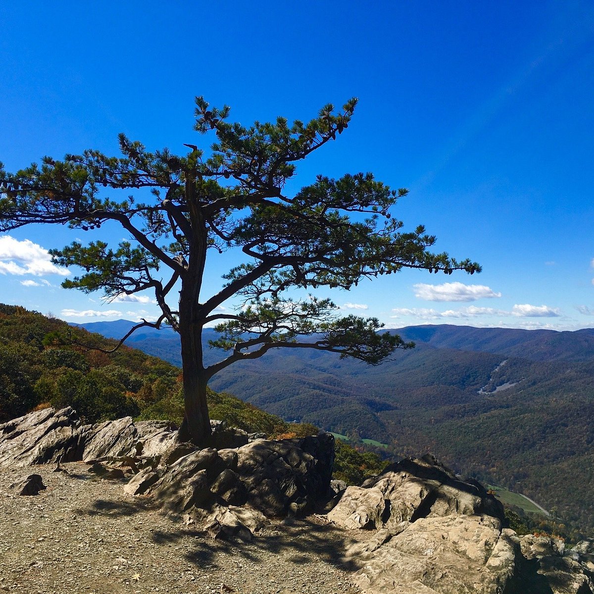 Ravens Roost Overlook Lyndhurst Ce Quil Faut Savoir