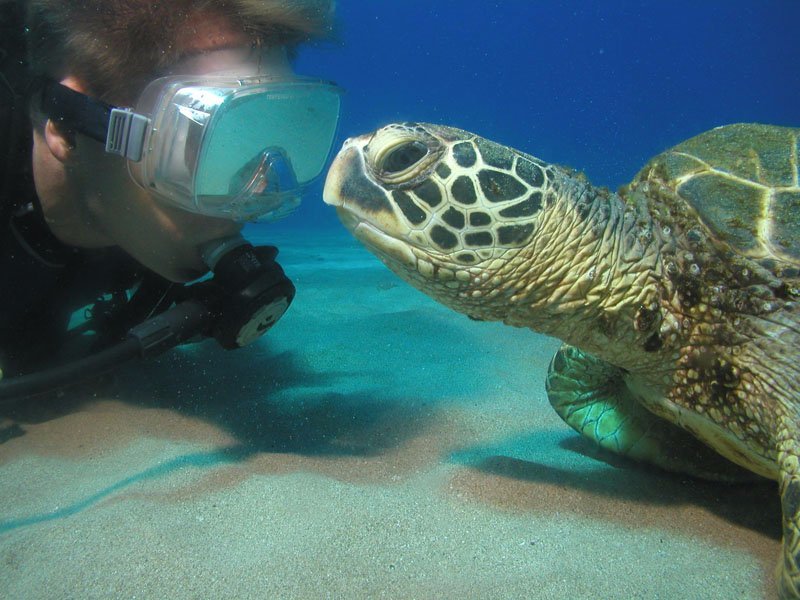 In2Scuba Diving Maui Dive Co Lahaina 2022 Alles Wat U Moet Weten   Friendly Turtles Are 