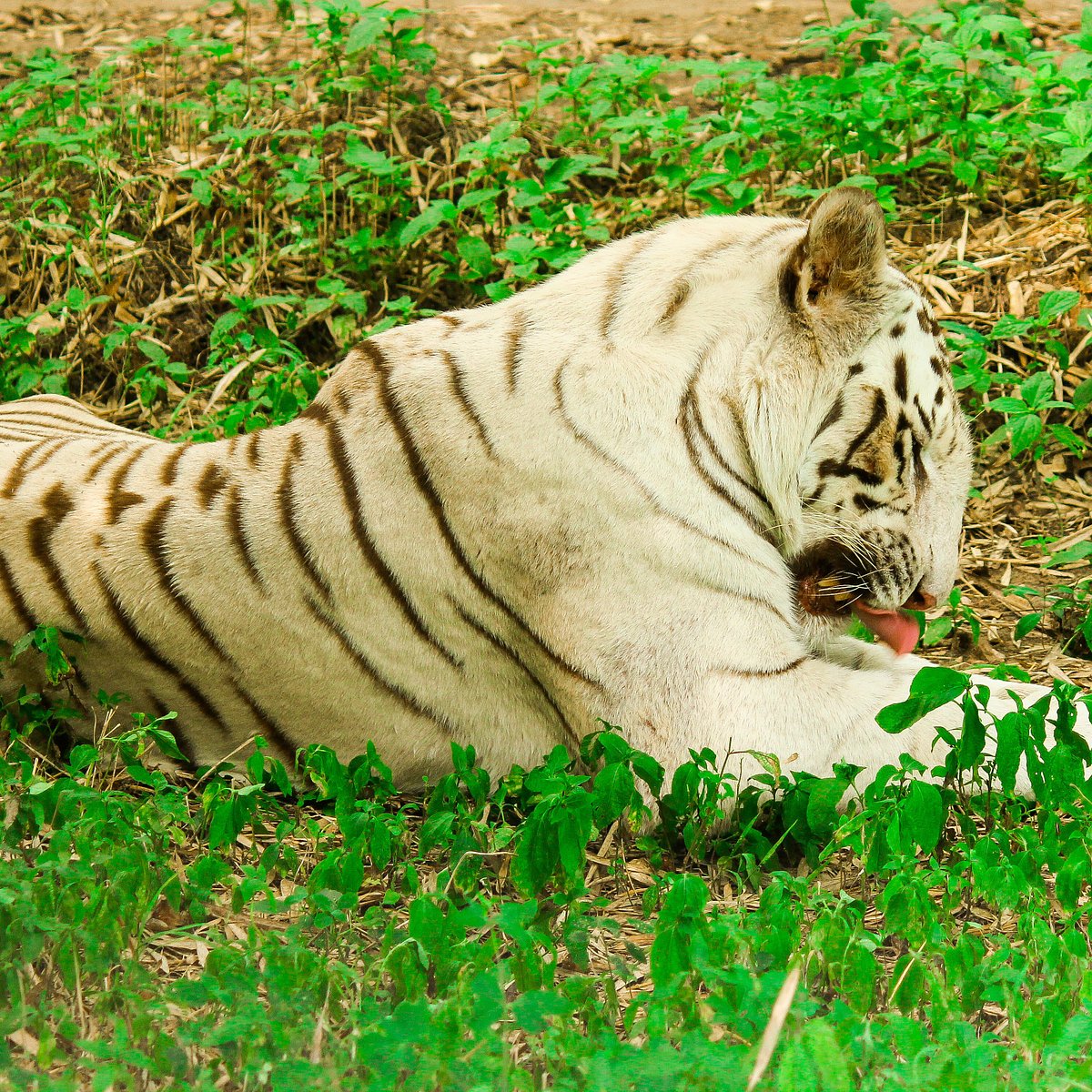 Bannerghatta Biological Park (Bengaluru) - All You Need to Know BEFORE You  Go