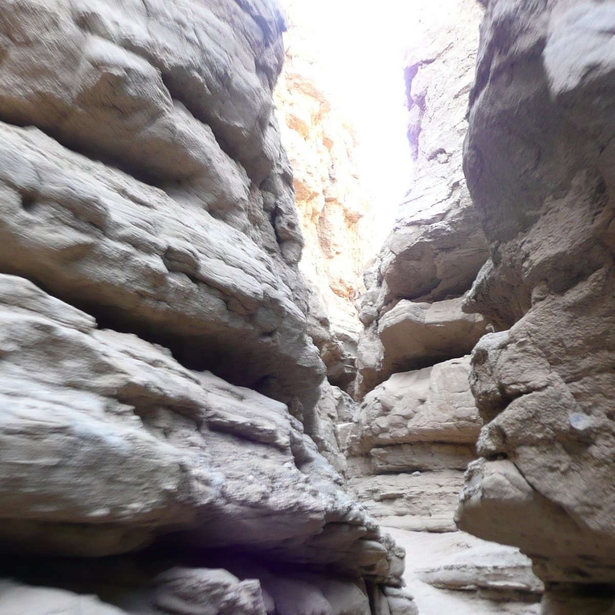 are dogs allowed at anza borrego state park