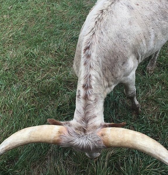 Longhorns Head To Tail Tours image